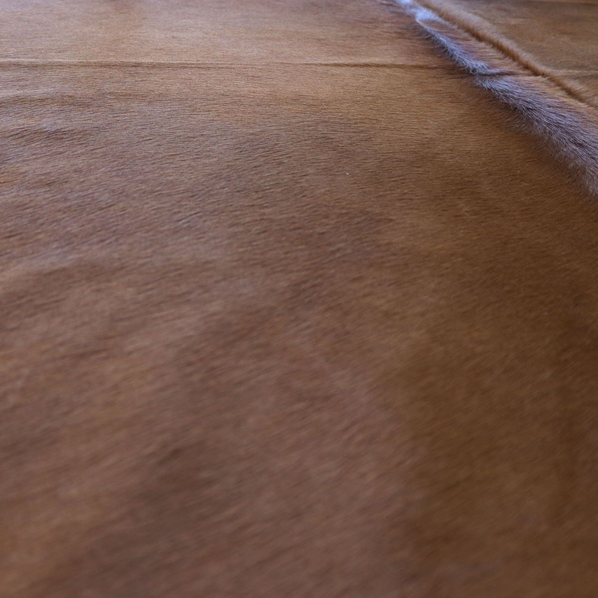 Kuhfell 616 – Braun-Weiß, 230 × 210 cm – Ansicht 2